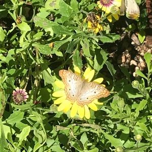 Meet your Posher, Lisette